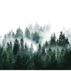 Misty forest landscape (1)