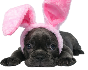 Transparent Background Playful French Bulldog Puppy with Easter Bunny Ears, Lying Down Paw Forward