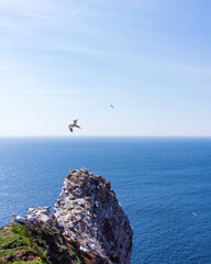 Northern gannet, Morus bassanus, nesting in Helgoland	