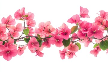 Obraz premium Delicate Pink Bougainvillea Branch Isolated on White