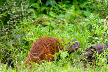 An alert Indian Mongoose captured in its natural environment, standing attentively on forest ground. Known for its agility, curiosity, and ability to fight venomous snakes