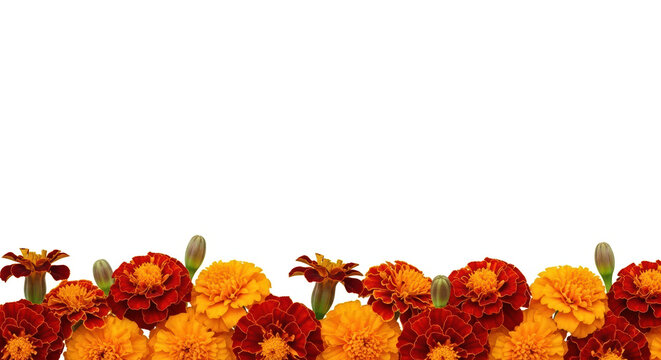 Day of the dead flowers, bright marigolds composing a vibrant border. These day of the dead blossoms symbolize remembrance, suitable for ofrendas and celebrations.