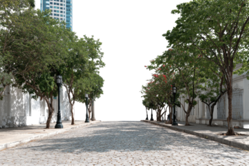 City street lined with trees