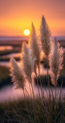 Fluffy pampas grass at sunset over a marsh