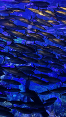 Fototapeta premium Large school of fish swimming together in a blue aquarium. Underwater marine life.