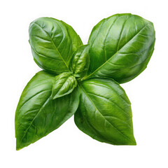 Fototapeta premium Fresh green basil leaves isolated on transparent background