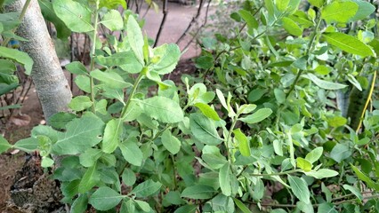 Fresh Indian Camphorweed Foliage – Close-Up of Traditional Herbal Plant Pluchea Indica for Natural Wellness and Botanical Concepts	
