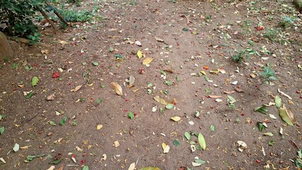 A thick layer of dry fallen leaves creates a natural ground cover and texture, with brown autumn hues scattered across the forest floor