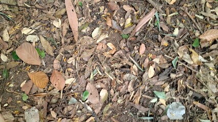 Brown autumn leaves have fallen and cover the ground, creating a natural leaf litter texture on the forest floor, a carpet of dry, dead leaves