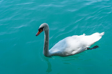 Elegant white swan gracefully gliding on turquoise blue lake water in summer daylight