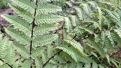 Onoclea Sensibilis Sensitive Fern Growing in Wildwood Forest, Summer Plant with Leaf Detail