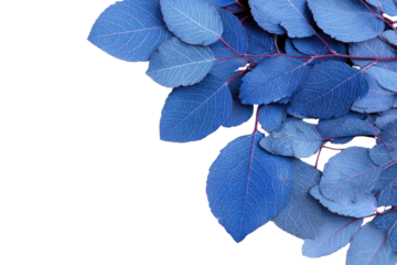 Close-up of vibrant blue leaves