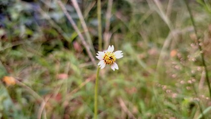 Tridax Daisy Tridax Procumbens Coatbuttons Wildflower with White Yellow Petals and Yellow Center Blooming Plant Used for Herbal Medicine Food and Research