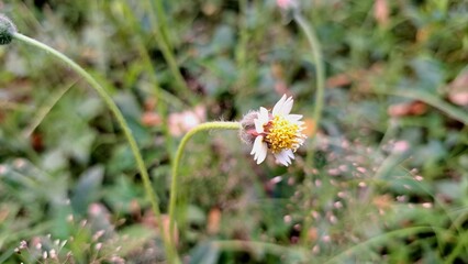 Wild Tridax Procumbens Flower Close up Coatbuttons Tridax Daisy Yellow Center White Petals Botanical Plant for Herbal Remedy Natural Healing and Education