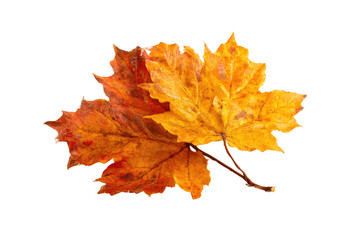 Fototapeta premium Autumn leaf isolated on black