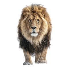Fototapeta premium Majestic lion portrait in a snow-covered environment