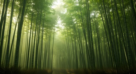 Fototapeta premium Peaceful Bamboo Light