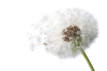 Close-up of a dandelion seed head (43)