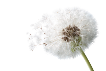 Close-up of a dandelion seed head (43)