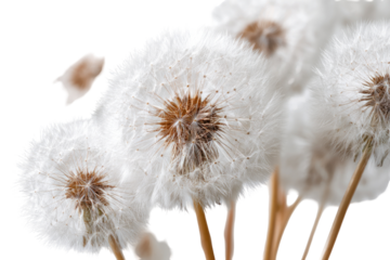 Close-up of dandelion seed heads (6)