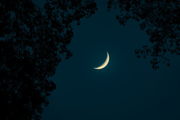 crescent moon through the tree branches at night  © AHM Kabir