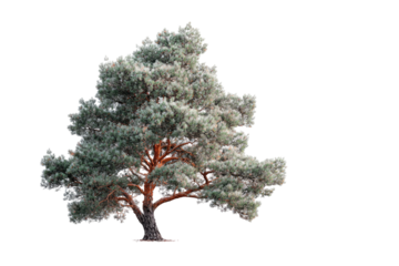 Isolated pine tree, winter scene