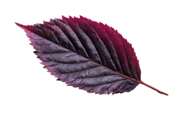 Close-up of a vibrant autumn leaf (2)