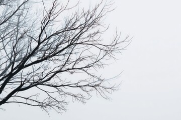 Bare tree branches frosted with ice against a hazy white sky
