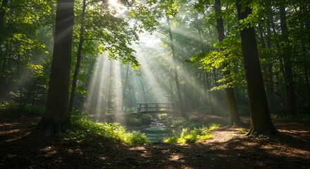 Fototapeta premium Serene Woodland Rays