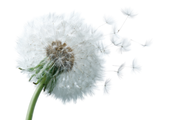 A dandelion seed head in motion