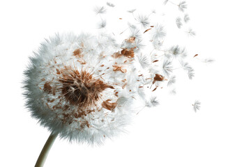 Dandelion seed head dispersing (1)