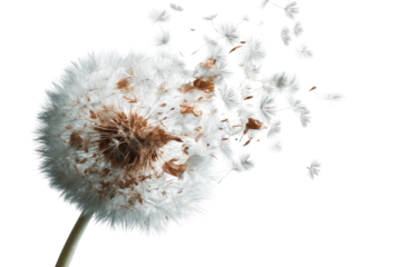 Dandelion seed head dispersing (1)