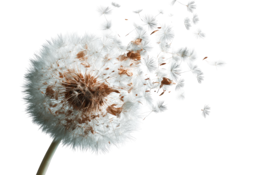 Dandelion seed head dispersing (1)