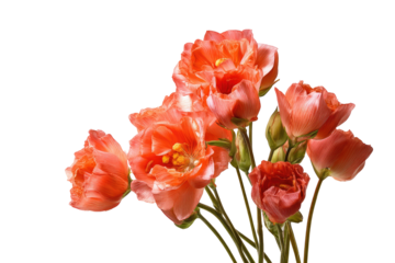 Close-up of a bouquet of vibrant coral-colored flowers