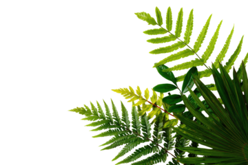 Tropical leaves in corner composition