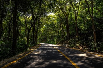 Obraz premium Sun-dappled road winds through lush forest canopy