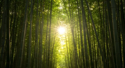 Naklejka premium Bamboo Grove Sun Rays