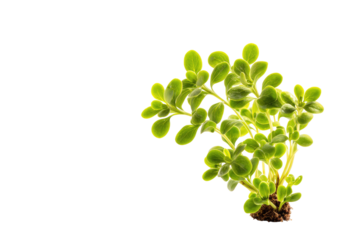 Close-up of succulent plant