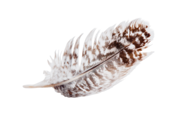 Close-up of a feather (1)
