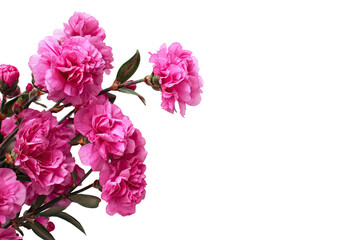 Fototapeta premium Close-up of vibrant pink flowers