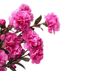 Close-up of vibrant pink flowers