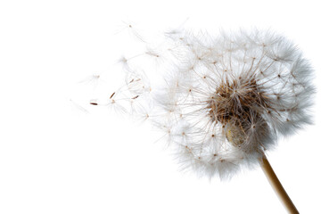 Close-up of a dandelion seed head (53)