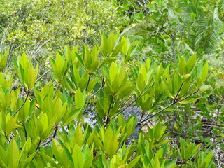 Tall-stilt mangroves growing in mangrove forests. Bakau Minyak has extra roots extending above the...