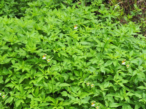 Spanish needle weed grows rapidly in bare patches, black-jack has small white flowers with brown stamens. Flower stalks are long and flowers are yellow or cream. Base is joined into tube, tip divided 