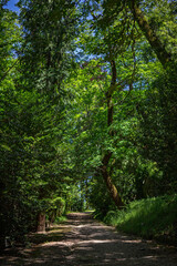 Obraz premium Path in the forest