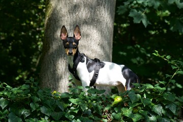 Ein spanischer ratonero valenciano im deutschen Wald 