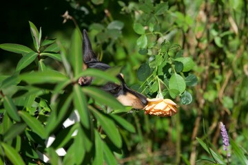 Ein kleiner Hund schnuppert an einer Rose 