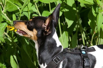 Ein kleiner Hund frisst eine Blume
