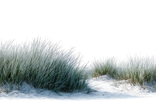 Frozen beach grass scene - Powered by Adobe