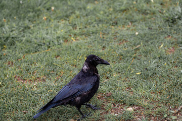 Black raven foraging on green grass during a sunny day at a park in late afternoon
